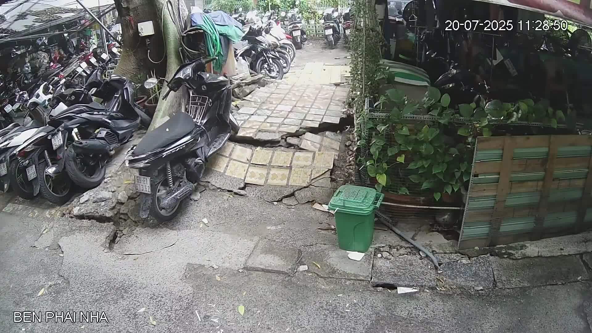 Cây gòn cao 20 m bật rễ, uy hiếp hàng chục hộ dân ở TP HCM