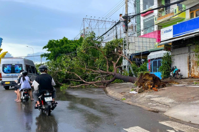Cây sao bật gốc ngã ra đường ở khu vực vòng xoay 19/4, phường Phú Thủy. Ảnh: Việt Quốc