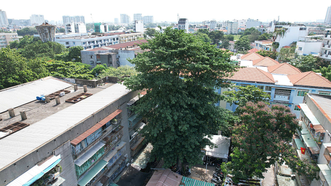 Cây gòn cao 20 m nguy cơ ngã vào nhà dân. Ảnh: Đình Văn